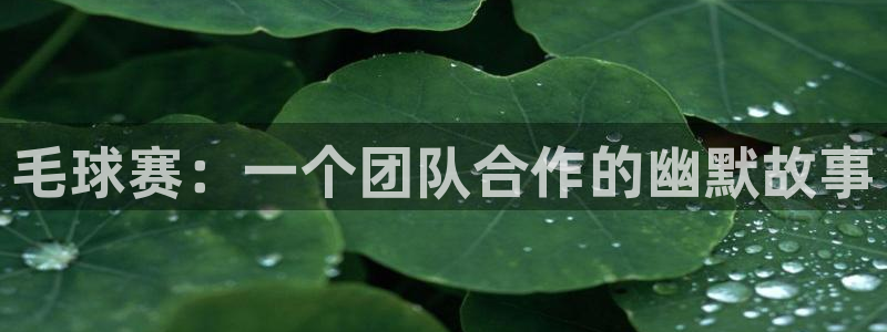  易游戏交易官网：毛球赛：一个团队合作的幽默故事